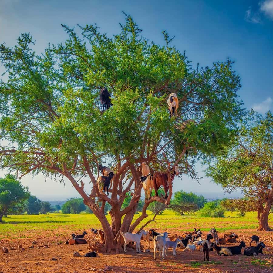 Agadir: Discover Argan Tree-Climbing Goats on a Morning Tour - Should you book it?