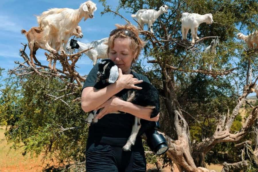 Agadir: Discover Argan Tree-Climbing Goats on a Morning Tour - The 9:00 AM pickup from Agadir