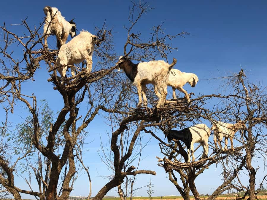 Agadir: Essaouira Guided Day Trip - What Happens At The Argan Oil Cooperative