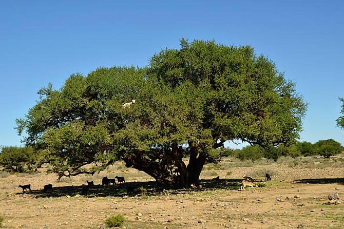 Agadir Morocco 4WD Sahara Tours with Lunch - Guides, vehicles, and the shared group setup
