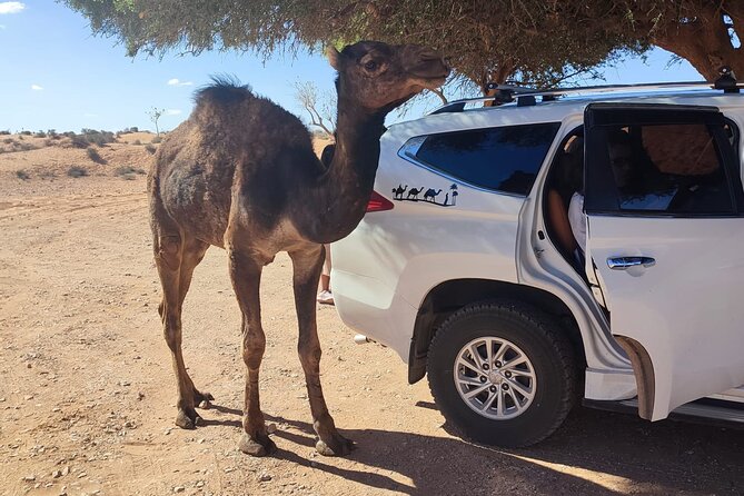 Agadir or taghazout : 4×4 Jeep Sahara Desert Trip with Lunch - Birdwatching at the Massa River