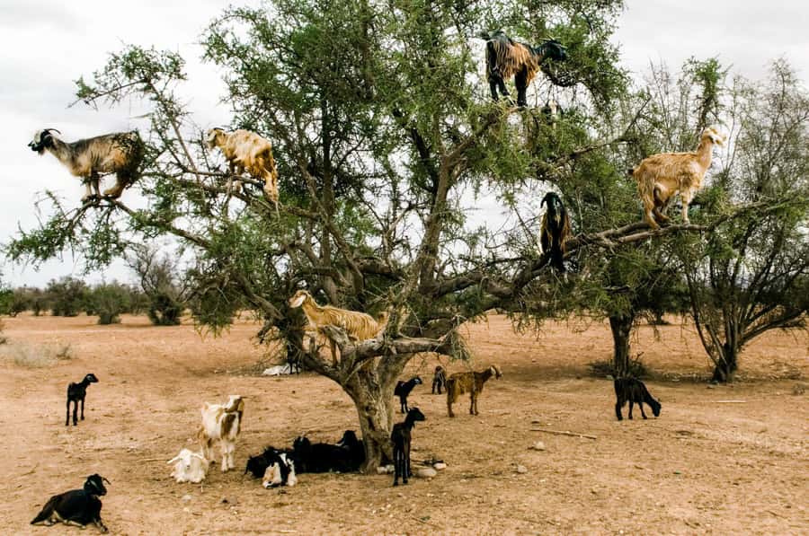 Agadir or Taghazout: Goat on Trees and Crocoparc with Pickup - Why this half-day pairing works