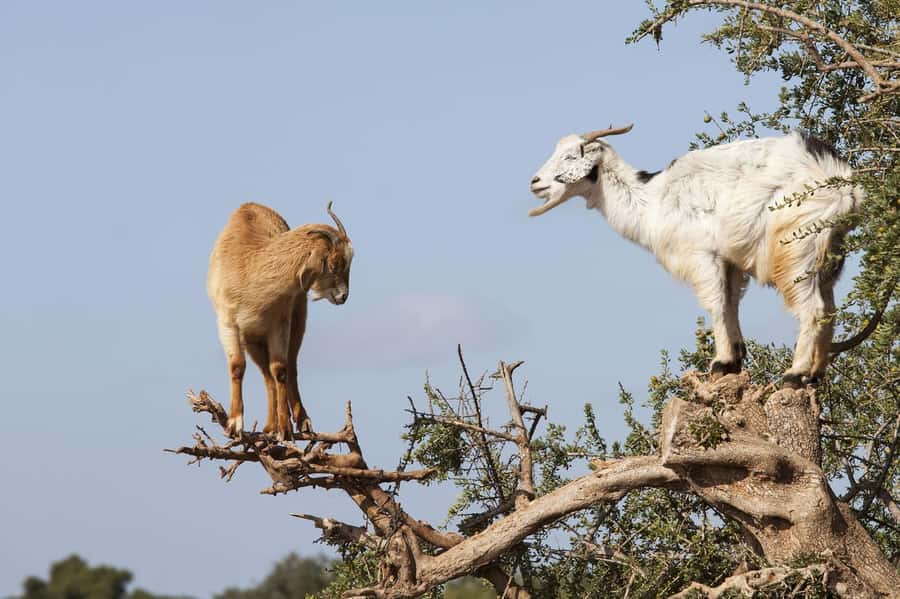 Agadir or Taghazout: Goat on Trees and Crocoparc with Pickup - Seeing the goats climb argan trees