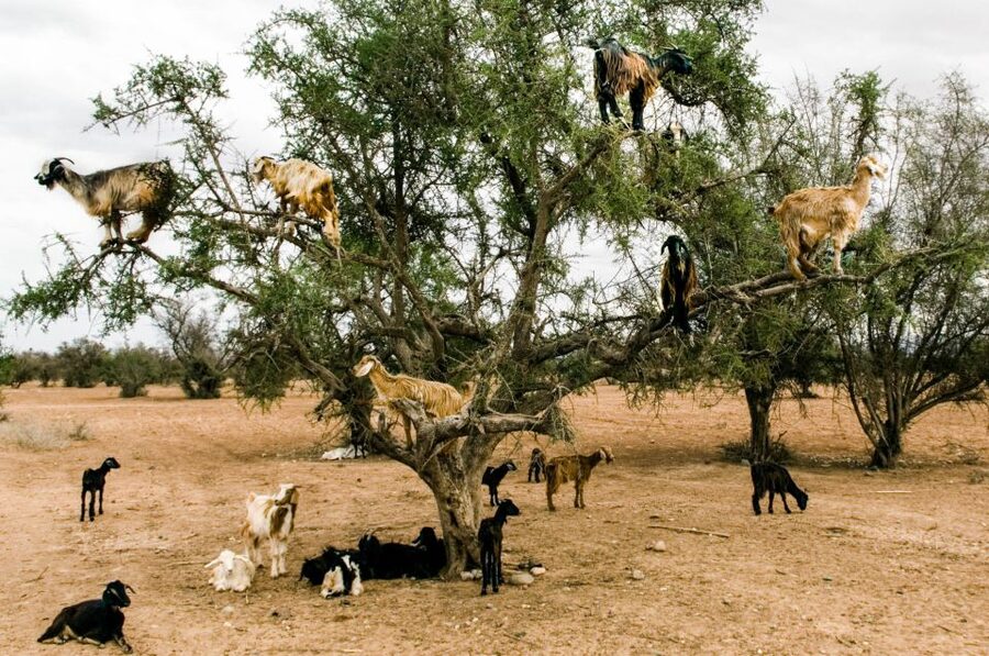 Agadir or Taghazout: Goat on Trees and Crocoparc with Pickup - Transport, guides, and the return to Taghazout