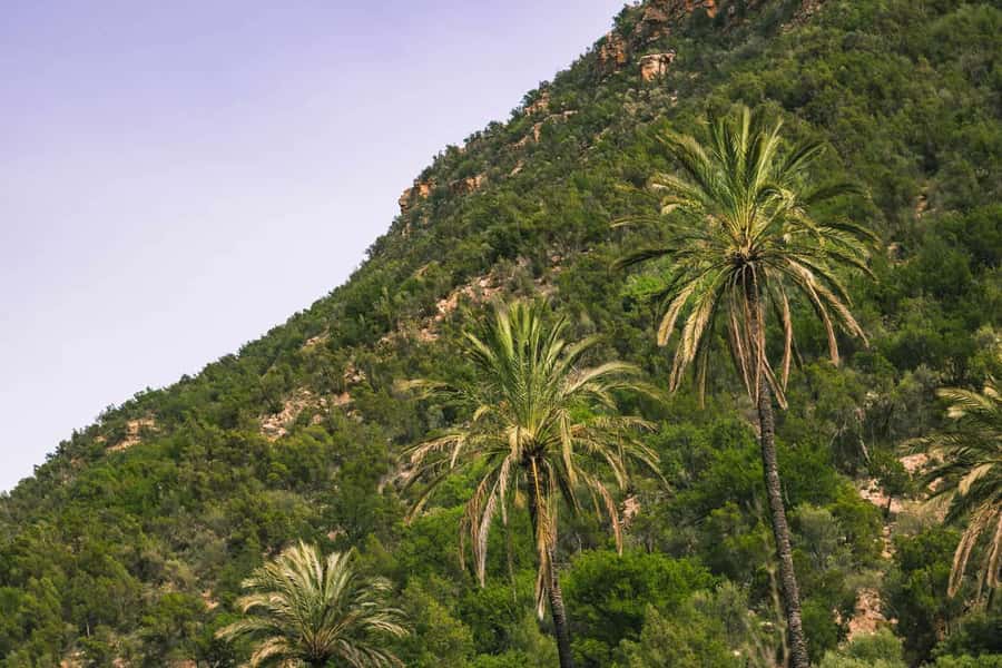 Agadir or Taghazout: Paradise Valley Atlas Mountain Trip - Paradise Valley pools, shade, and cliff jumps
