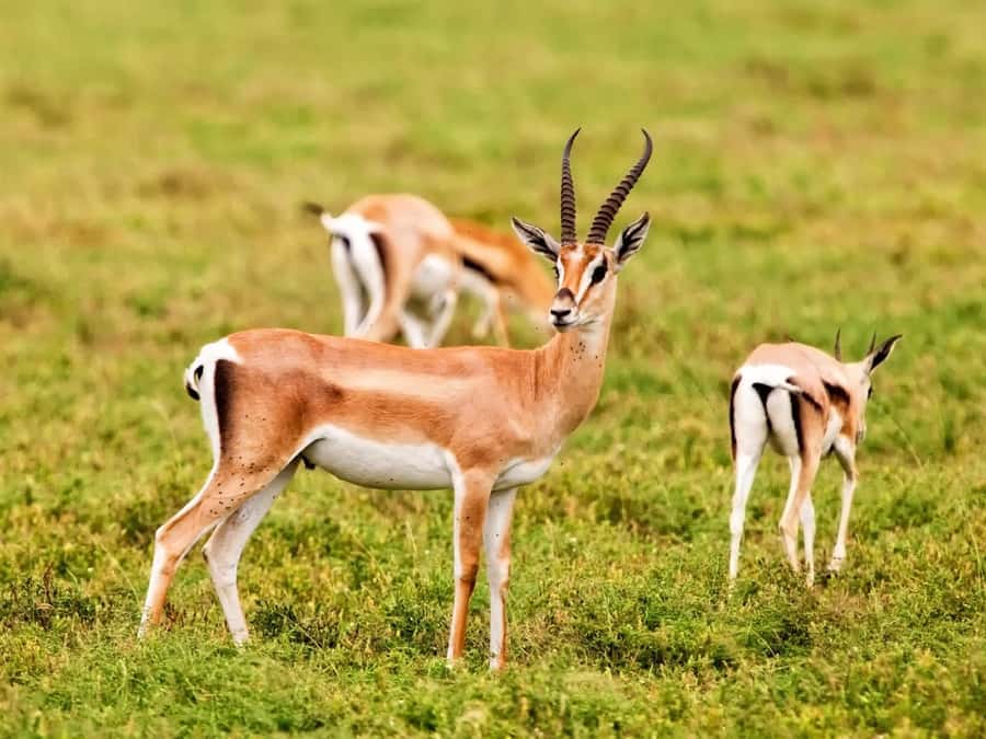 Agadir: Sous Massa National Park Desert Safari Tour & Lunch - Why this day trip works so well from Agadir