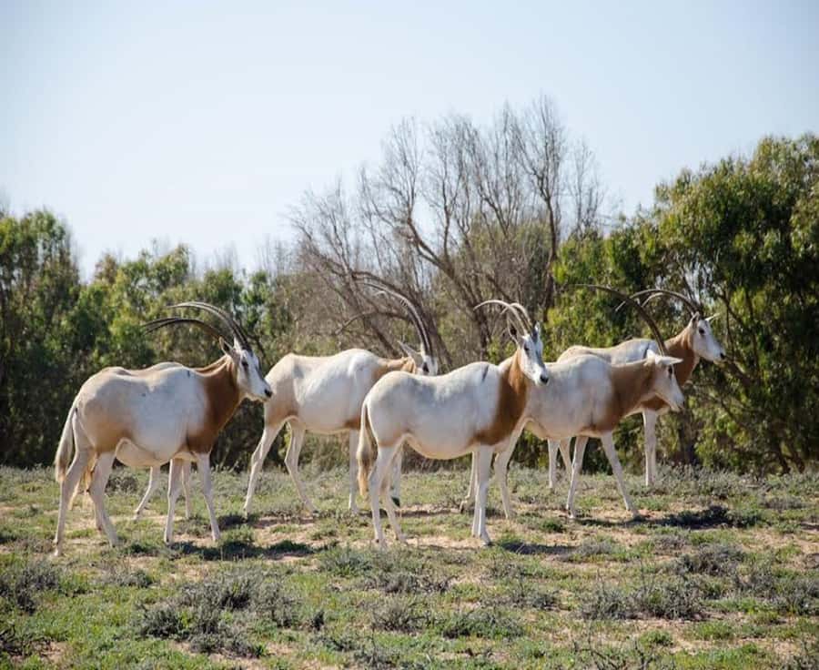 Agadir: Sous Massa National Park Desert Safari Tour & Lunch - Wildlife watching without the zoo feeling