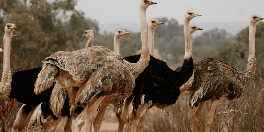 Agadir: Sous Massa National Park Desert Safari Tour & Lunch - Sidi Rbat beach and the Fisherman’s Cave