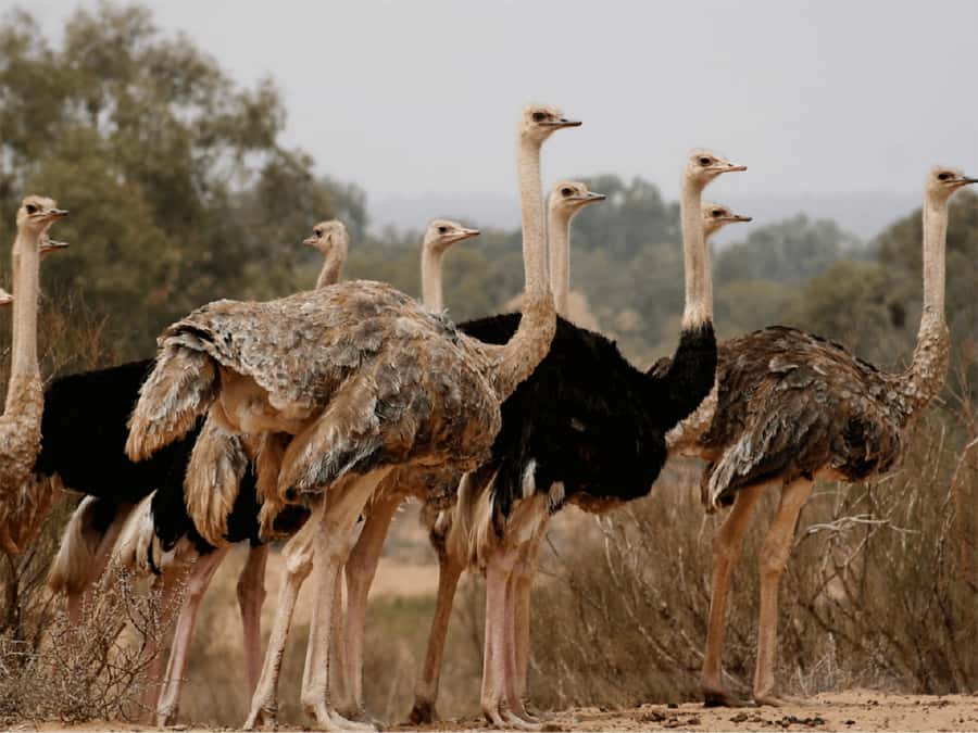 Agadir: Sous Massa National Park Desert Safari Tour & Lunch - Berber villages and the Massa countryside