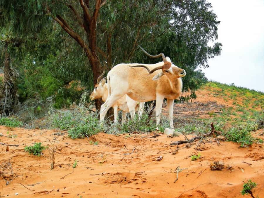 Agadir: Sous Massa National Park Desert Safari Tour & Lunch - Yusuf Ibn Tachafin Dam and the Anti Atlas