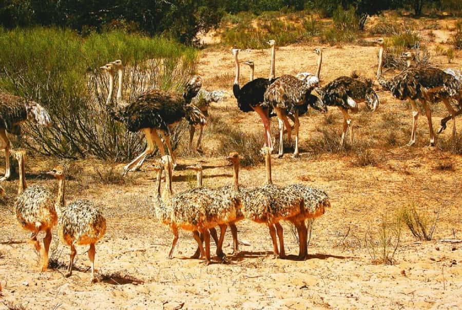 Agadir: Sous Massa National Park Desert Safari Tour & Lunch - Reaching Souss-Massa National Park
