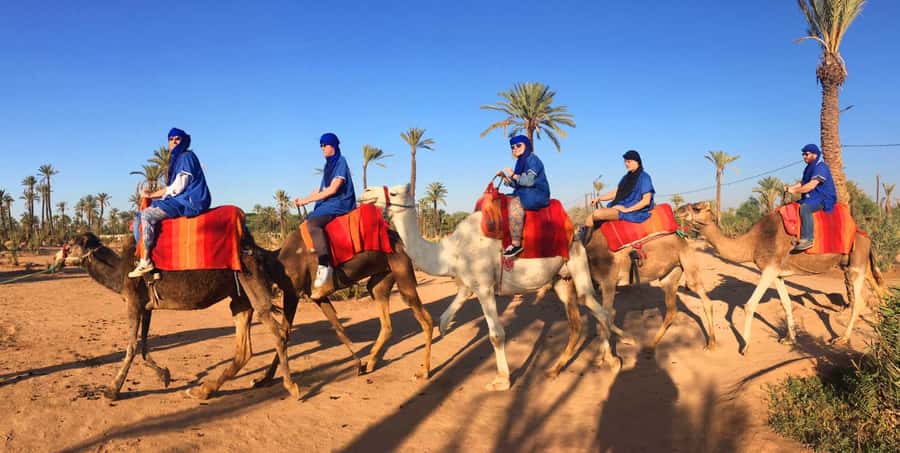 Agadir/Taghazout: Camel Ride with Tea Drink and Transfers - Key points to know before you book