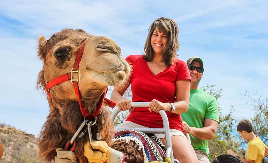Agadir/Taghazout: Camel Rides with Tea Drink and Transfers - What the Agadir camel ride is really like