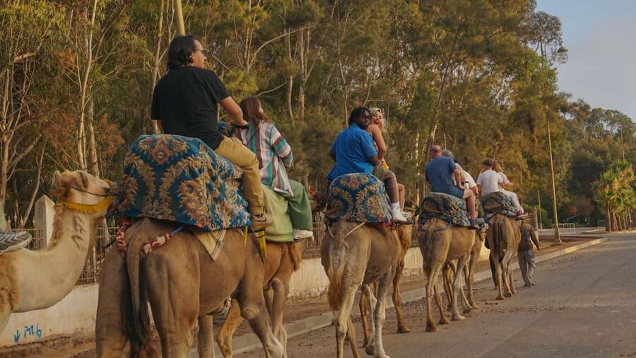 Agadir/Taghazout: Camel Rides with Tea Drink and Transfers - The slow route toward the Souss River