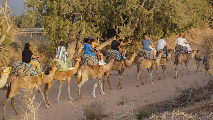Agadir/Taghazout: Camel Rides with Tea Drink and Transfers - How the guides shape the experience