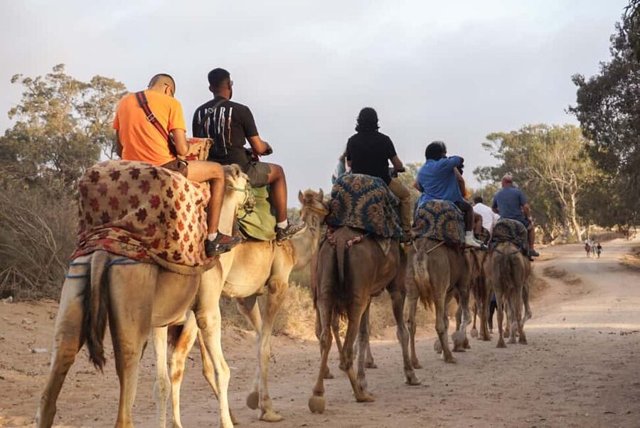 Agadir/Taghazout: Camel Rides with Tea Drink and Transfers - Meeting the camels before you mount