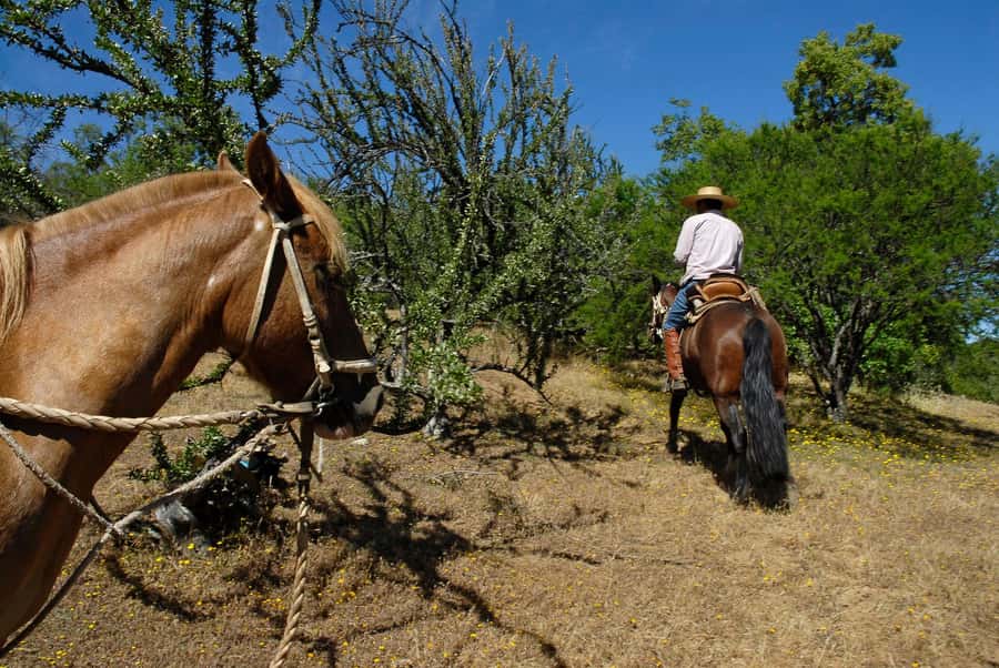 Agadir/Taghazout: Horse Rides Experience With Transfers - What the Agadir horse ride is really like