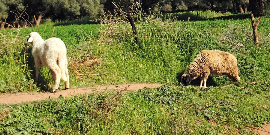 Agadir/Taghazout: Paradise Valley Tour to Atlas Mountains - Swimming in the Natural Pools