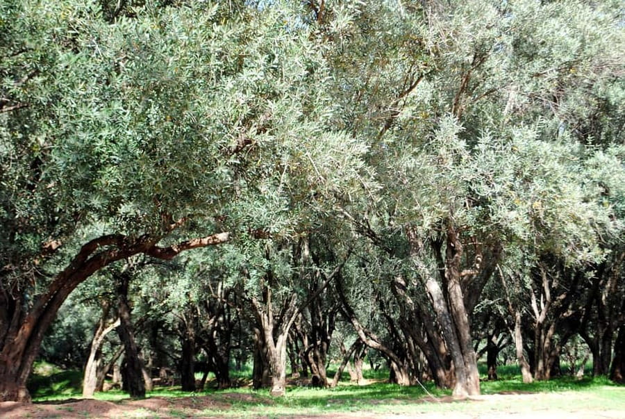 Agadir/Taghazout: Paradise Valley Tour to Atlas Mountains - The Botanic Garden and Argan Oil Center