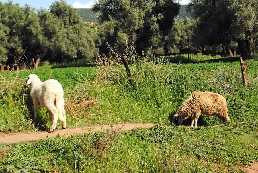 Agadir/Taghazout: Paradise Valley Tour to Atlas Mountains - What the Guides Add to the Day