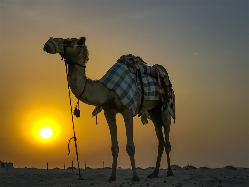 Agadir/Taghazout/Port: Camel Ride Tea & BBQ Option - Getting on the camel comfortably
