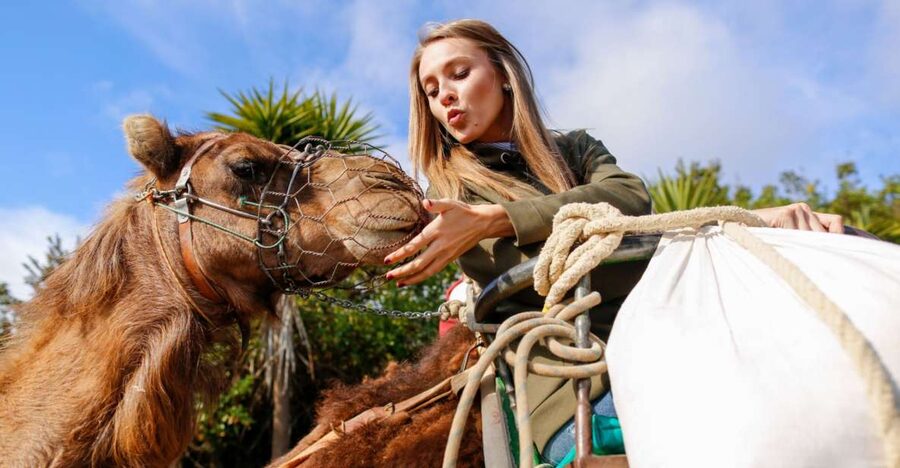 Agadir/Taghazout/Port: Camel Ride Tea & BBQ Option - The first 10 minutes are not the best part