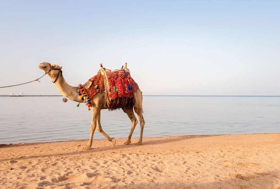 Agadir/Taghazout/Port: Camel Ride Tea & BBQ Option - How good is the $22 value?