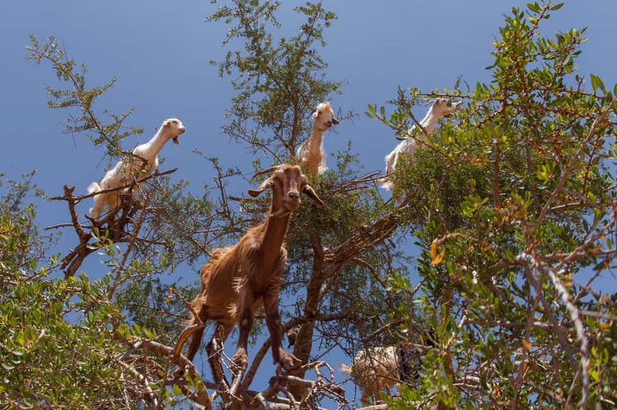 Agadir: Taroudant Oasis and Tiout Day Trip with Lunch Option - Who should book this Taroudant and Tiout outing?