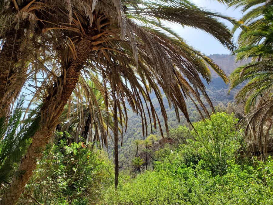 Agadir: Timlaline Desert and Paradise Valley with Camel Ride - Alma and the argan-oil stop