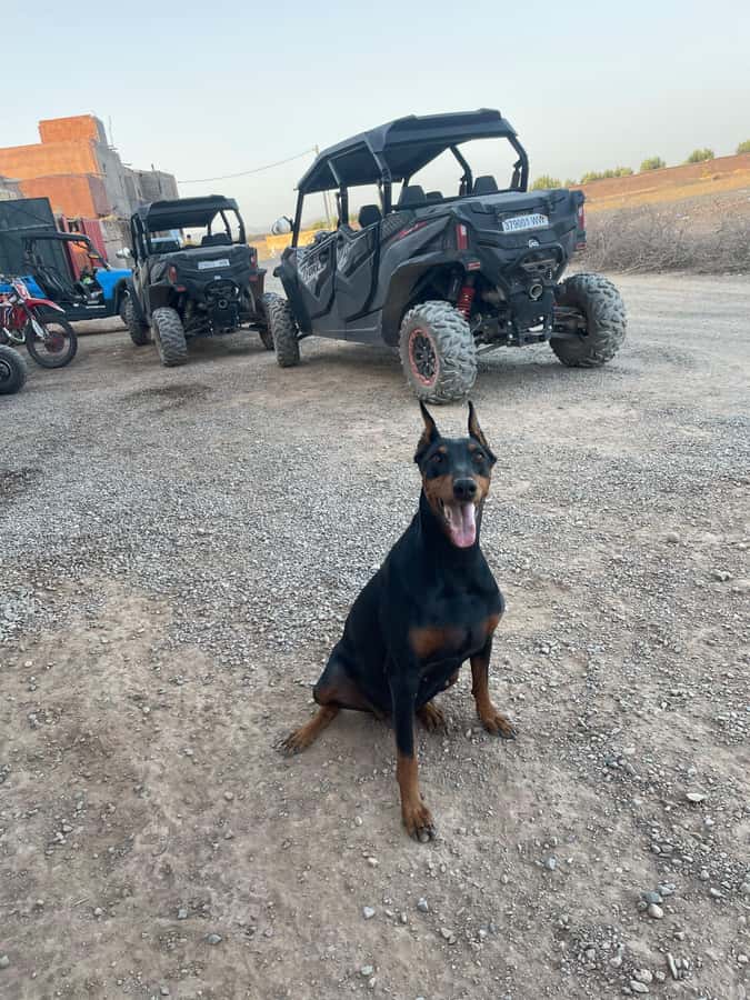 Agafay Desert 4-Seater Buggy Experience | Family & Premium - Should you book the Agafay buggy experience?