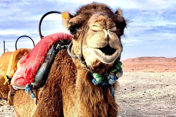 Agafay Desert Adventure Quad Bike and Camel Ride with Dinner Show - Tea and the Argan oil cooperative