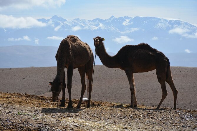 Agafay Desert Adventure: Quads, Camels, and dinner show - The argan oil stop may lengthen the schedule