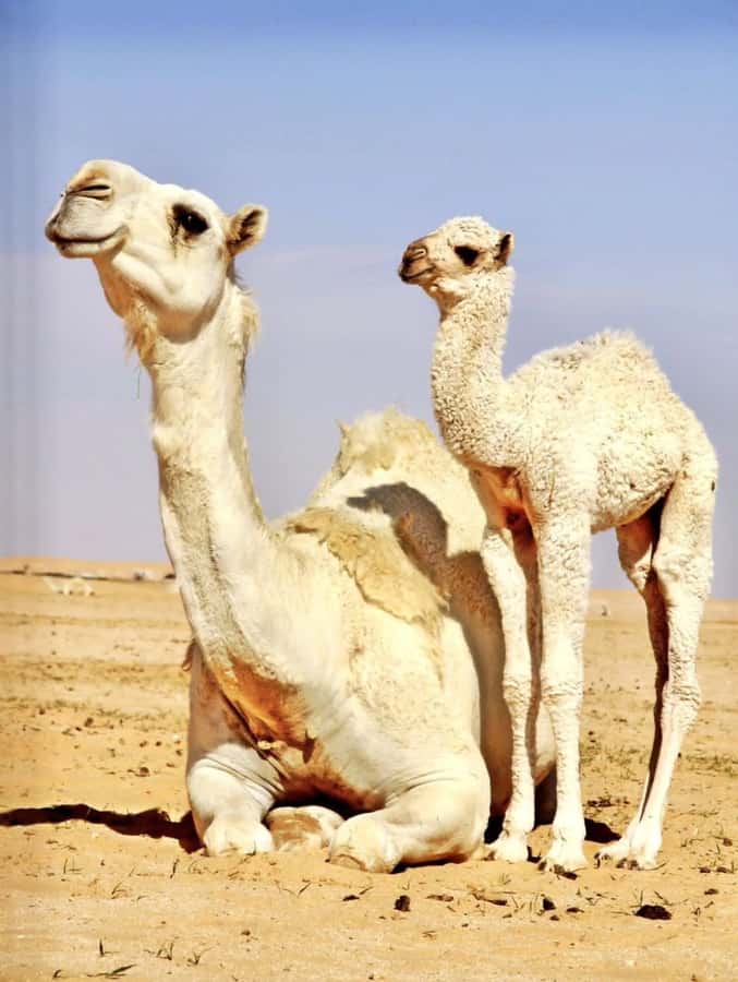 Agafay Desert & Atlas Mountain & Camel Ride Day Trip & Lunch - An argan oil breakfast with a local connection