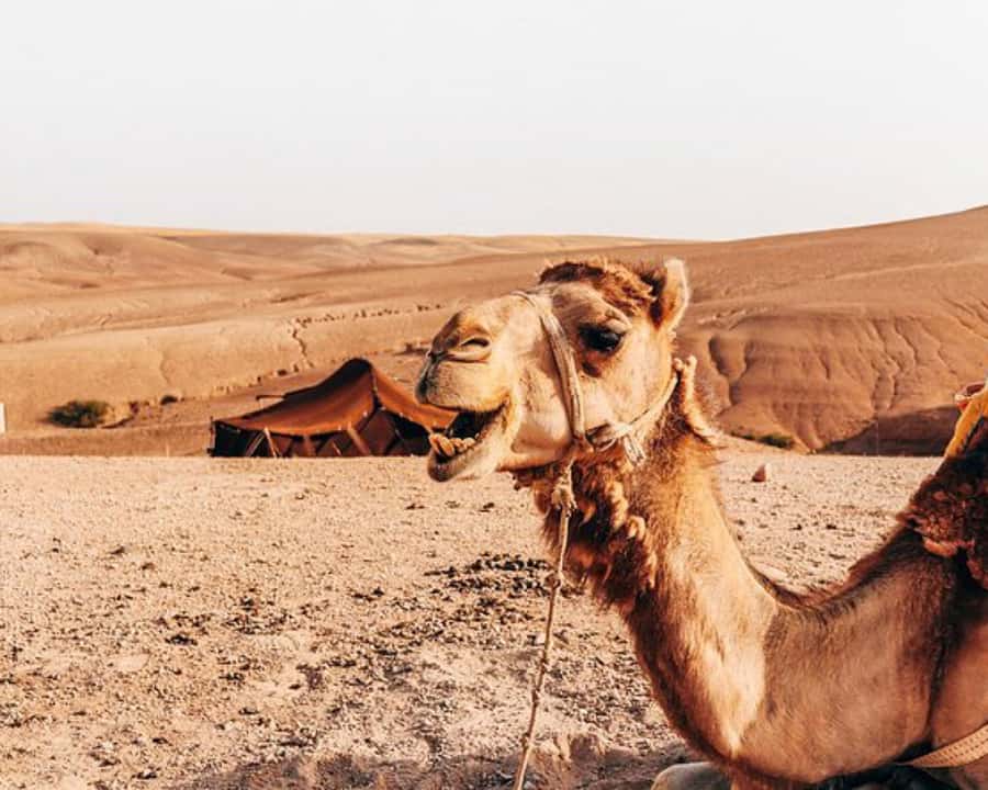 Agafay Desert: Magical Half-Day Lunch with Pool Swim - What to bring and what to clarify