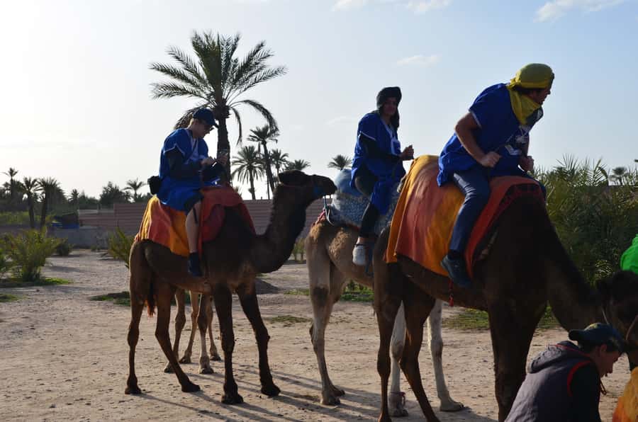 Around Marrakech: Camel Ride in Palm Groves including Tea - Key Things to Know Before You Ride