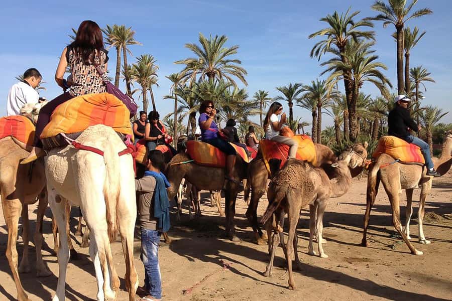 Around Marrakech: Camel Ride in Palm Groves including Tea - Leaving Marrakech for the Palmeraie