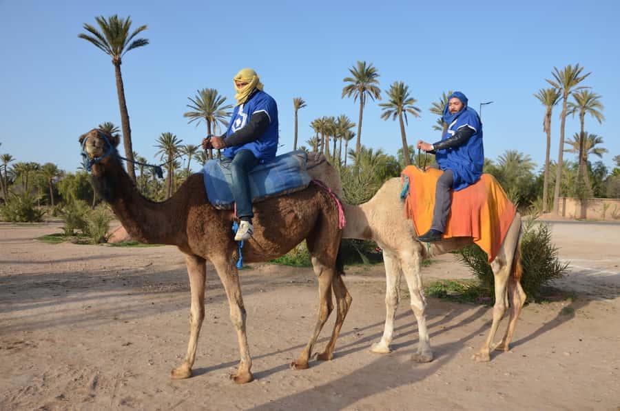 Around Marrakech: Camel Ride in Palm Groves including Tea - What Riding a Camel Actually Feels Like
