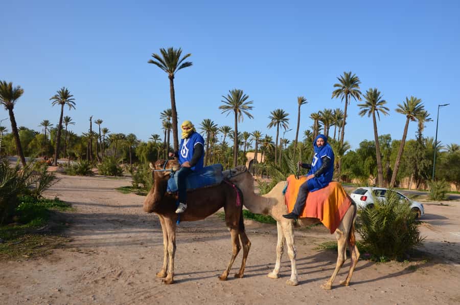 Around Marrakech: Camel Ride in Palm Groves including Tea - Mint Tea After the Ride