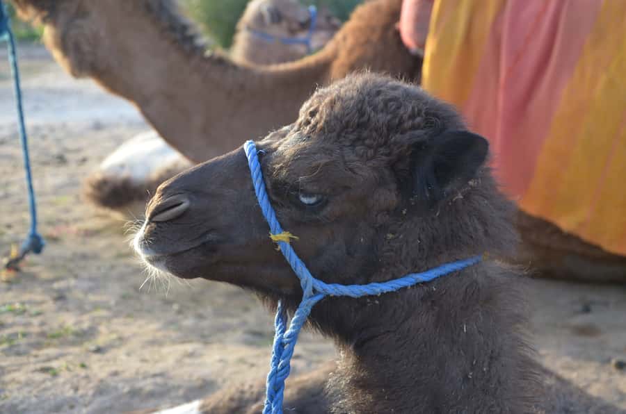 Around Marrakech: Camel Ride in Palm Groves including Tea - Returning to Marrakech in About 30 Minutes