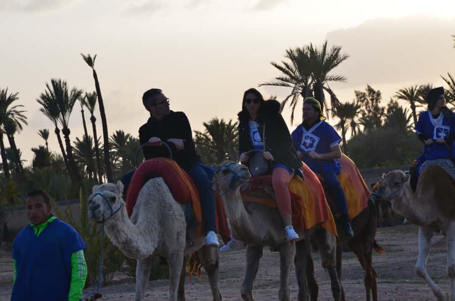 Around Marrakech: Camel Ride in Palm Groves including Tea - Is $47 Good Value?