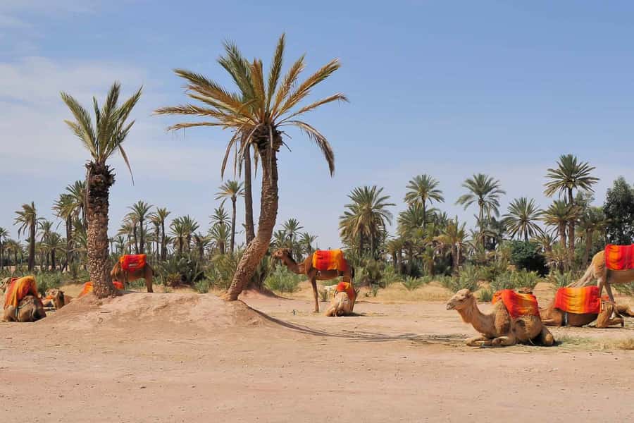 Around Marrakech: Camel Ride in Palm Groves including Tea - Practical Tips for a Better Ride