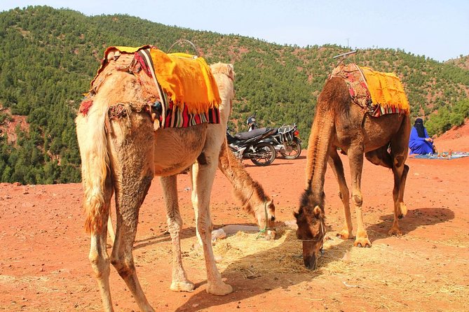 Atlas Mountains and 3 Valleys from Marrakech including Camel Ride - Tuesday and Saturday market dates