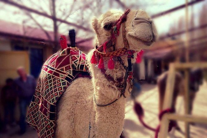 Atlas Mountains and Three Valleys & Waterfalls - Villages Marrakech Day Trip - Camel riding near the mountains
