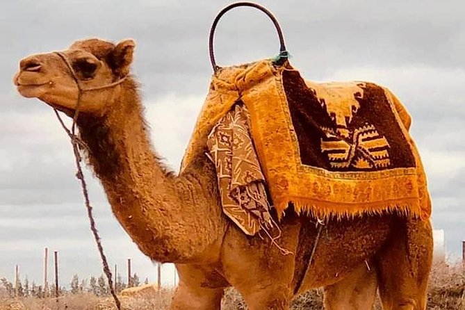 Atlas Mountains and Three Valleys & Waterfalls with Camel ride Guided Day Trip - Tea and Moroccan cakes in the Ait Miza Valley