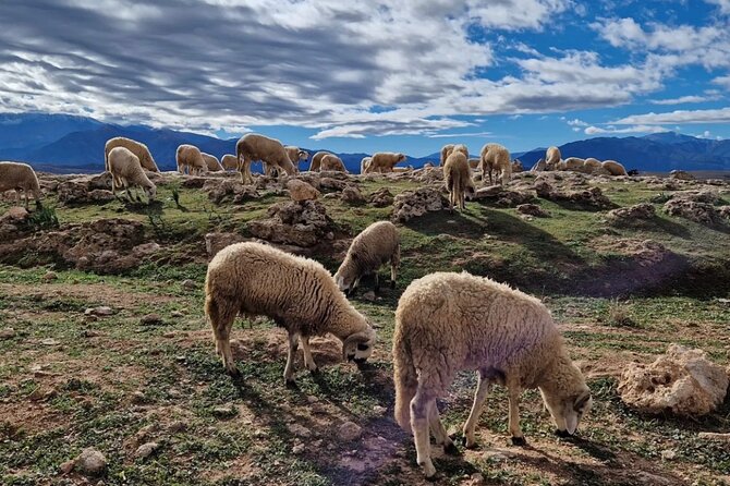 Atlas Mountains & Berber Villages & Waterfalls & Camel Ride Trip - A first taste of Agafay by camel