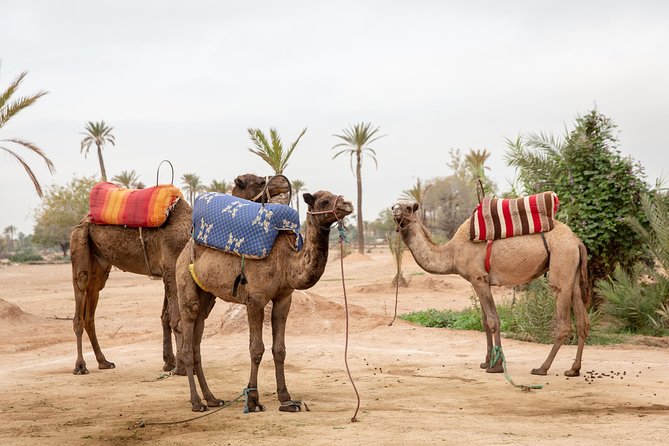 Atlas Mountains Hot Air Balloon Ride from Marrakech with Berber Breakfast and Desert Camel Experience - What the $164.52 price really buys