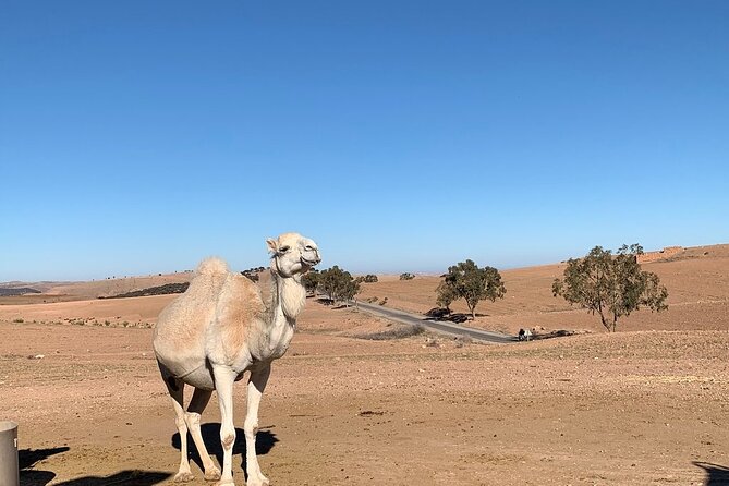 Atlas Mountains Tour & three valleys with camel ride - Leaving Marrakech for the High Atlas
