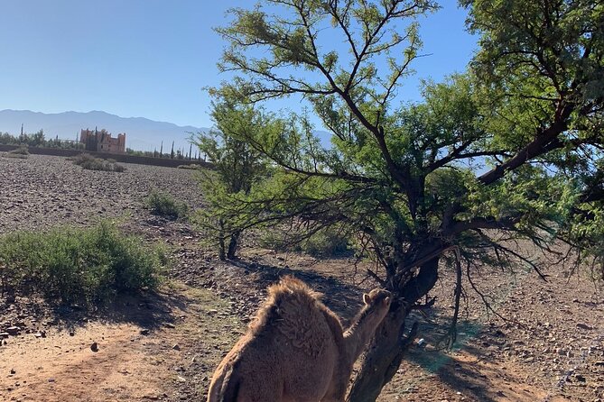 Atlas Mountains Tour & three valleys with camel ride - Walking to the waterfall near the villages