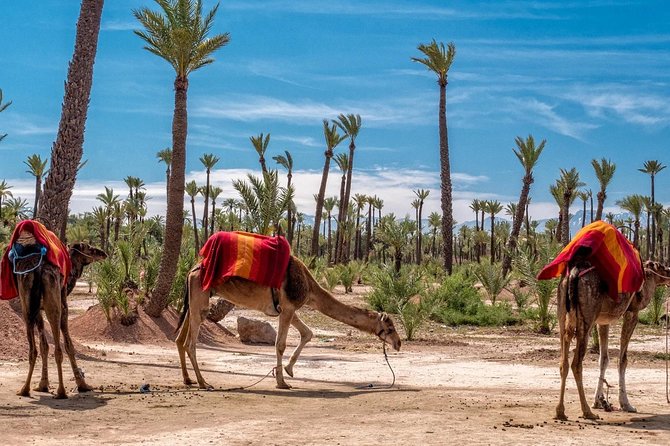 ATV Marrakech Tours - Riding through palms, sand, and village scenery