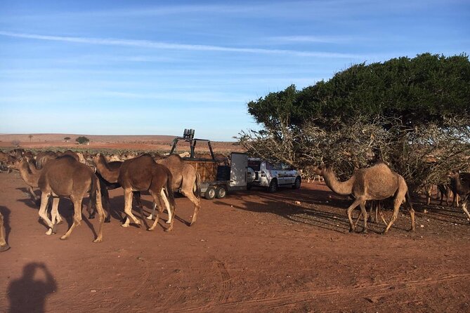 Balloon Flight with Berber Breakfast - Quick facts for your Marrakech morning